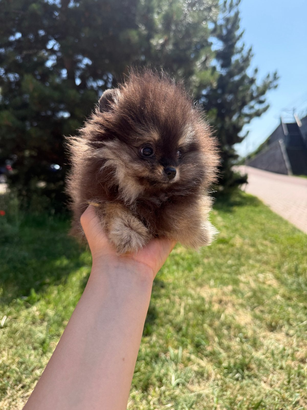Black an tan mini pups, Dieren en Toebehoren, Particulier, Overige rassen, 8 tot 15 weken, Buitenland