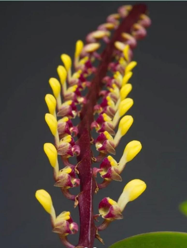 Set van 3 Bulbophyllum falcatum – Unieke Afrikaanse Orchidee, Overige soorten, In pot, Minder dan 100 cm, Bloeiende kamerplant