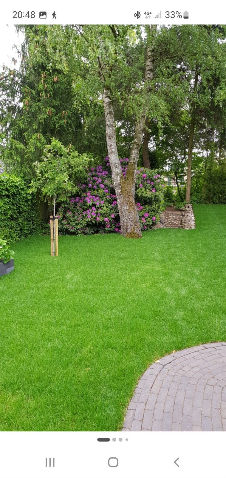 ik help u met uw tuin/terras, Tuin en Terras, Planten | Bomen, Ophalen of Verzenden, Volle zon, Overige soorten, 100 tot 250 cm