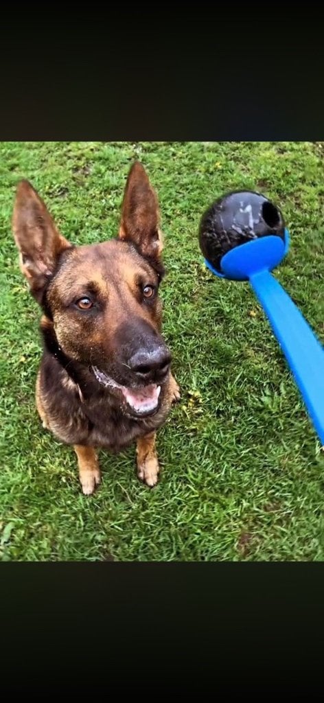 Mechelse herder 6 jaar, 6 jaar of ouder, Reu, Eén hond, Herder