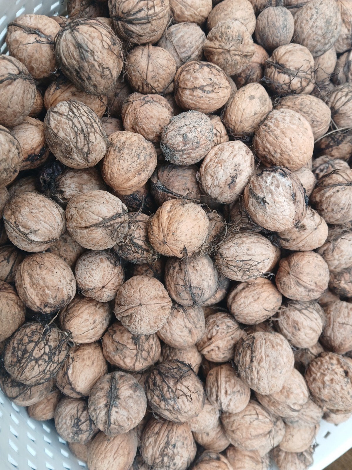 35kg verse walnoten en eieren uit eigen tuin, Ophalen of Verzenden