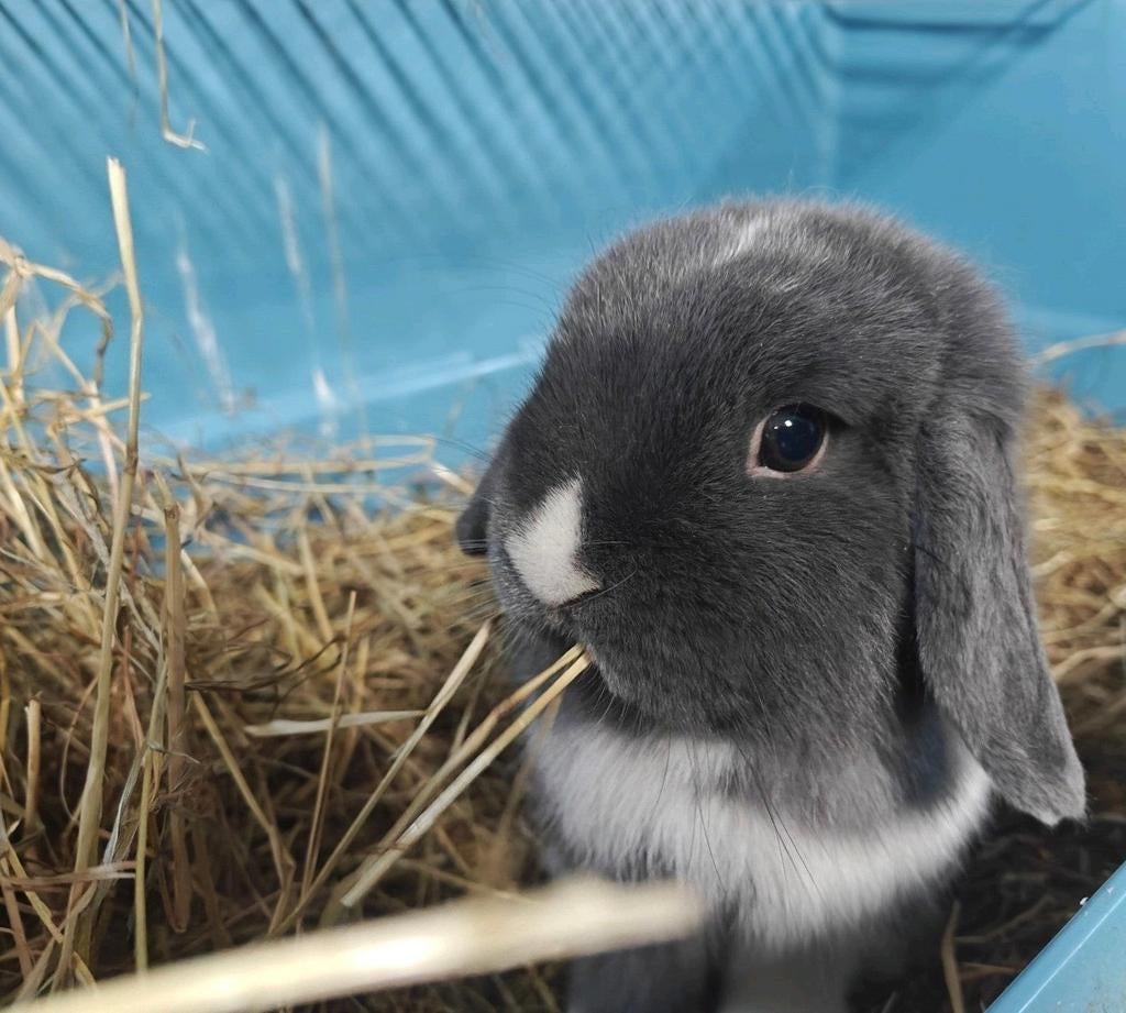 Lieve hangoor dwerg konijntjes, Dieren en Toebehoren, Mannelijk, Dwerg, Hangoor