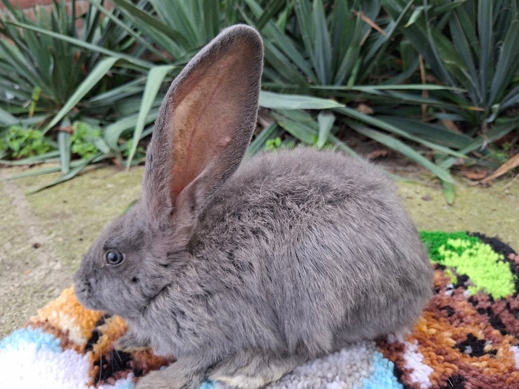 duitse reus, Mannelijk, Groot, 0 tot 2 jaar