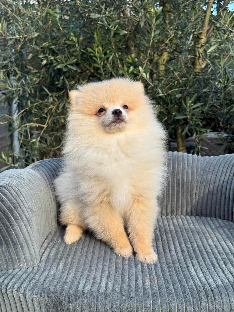 Prachtige pomeriaan pup’s, Dieren en Toebehoren, Parvo, Keeshond, Reu, 8 tot 15 weken