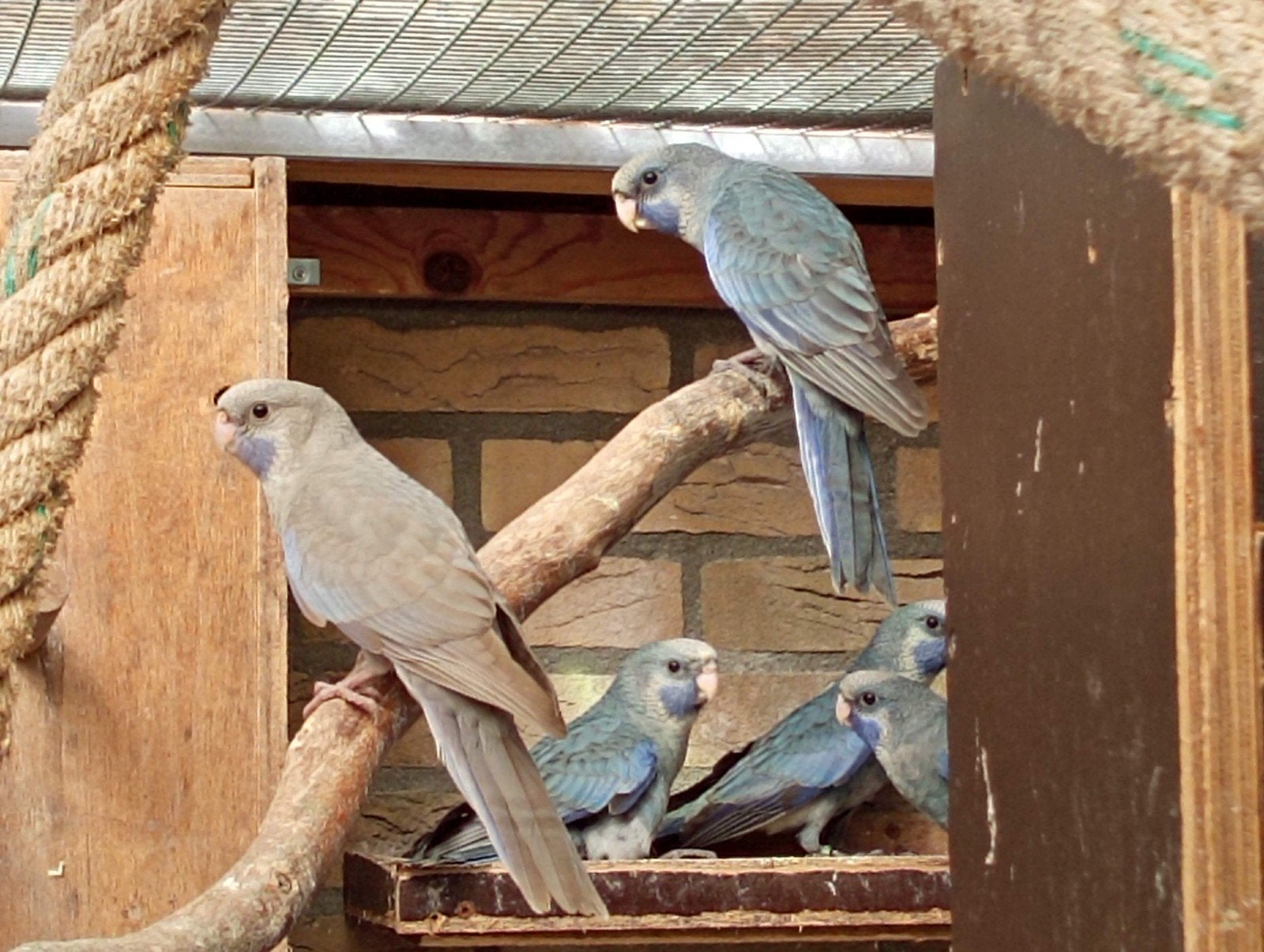 5 jonge blauwe pennant rosella's, Dieren en Toebehoren, Vogels | Parkieten en Papegaaien, Meerdere dieren, Parkiet, Geringd