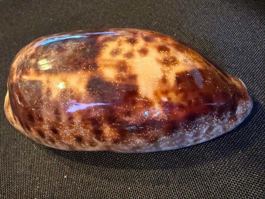 Schelp Cypraea Testudinaria 97mm Gem, Ophalen of Verzenden, Schelp(en)