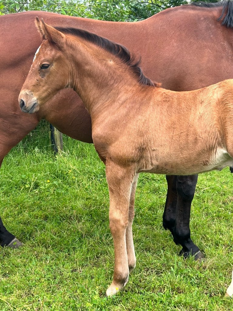 Prachtig groot veulen met topafstamming, Dieren en Toebehoren, Paarden, Met stamboom, Springpaard, Minder dan 160 cm, Niet van toepassing