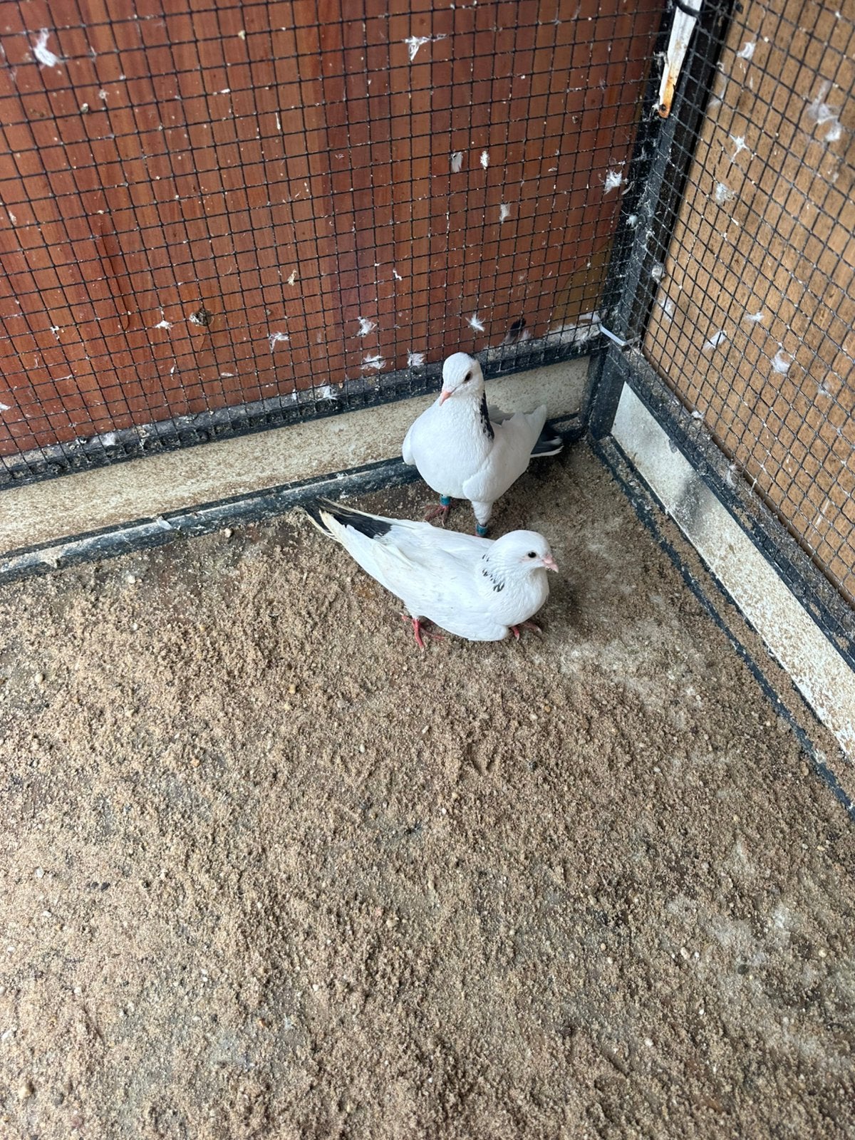 Duiven koppel  €9.50, Meerdere dieren, Overige soorten