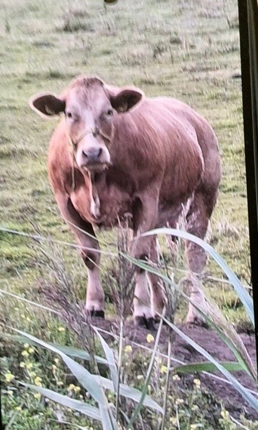 Luxe vaars, Dieren en Toebehoren, Mannelijk