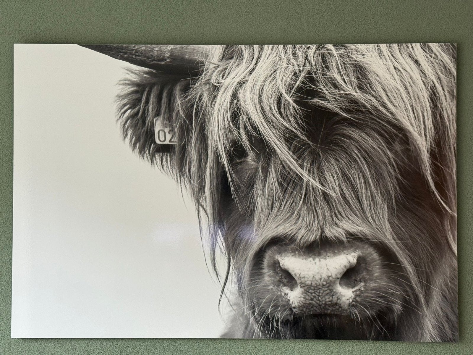 Portret Schotse Hooglander - 135x90 cm (nieuw 689 euro), Ophalen, 125 cm of meer, Zo goed als nieuw, Foto of Poster