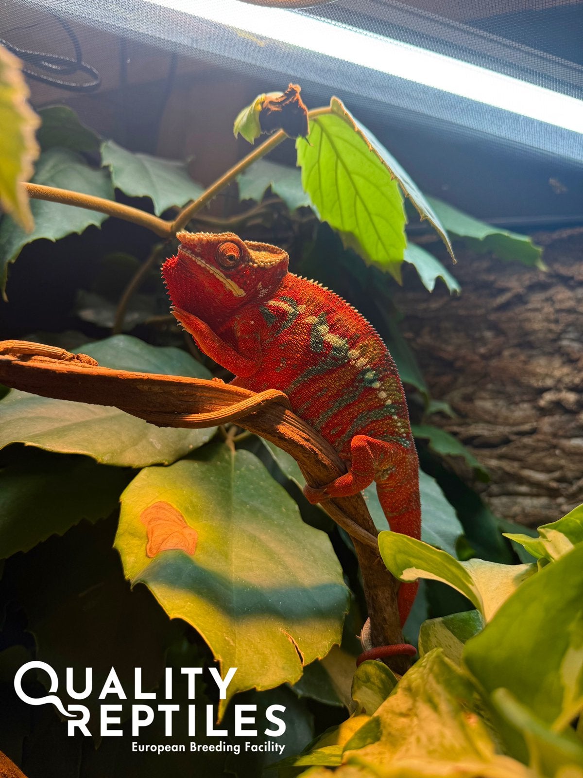 Panterkameleons manelijke NK25 met of zonder terrarium, Dieren en Toebehoren, Reptielen en Amfibieën, Hagedis, Met terrarium, 0 tot 2 jaar