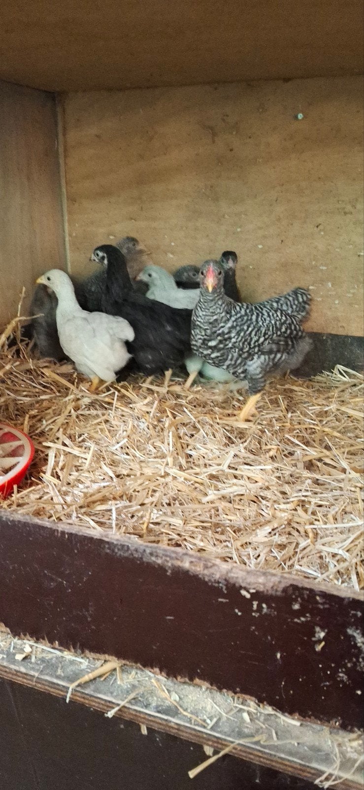 11 jonge hennen, Dieren en Toebehoren, Pluimvee, Vrouwelijk, Kip