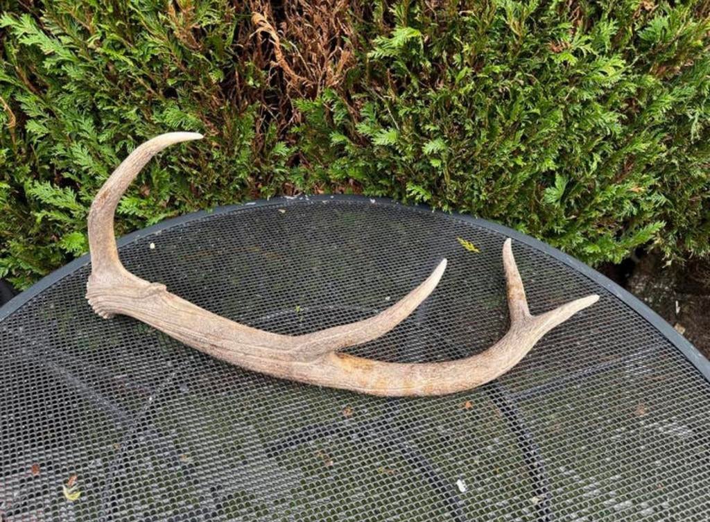 Prachtig herten gewei - Natuurlijke decoratie, Ophalen of Verzenden, Zo goed als nieuw