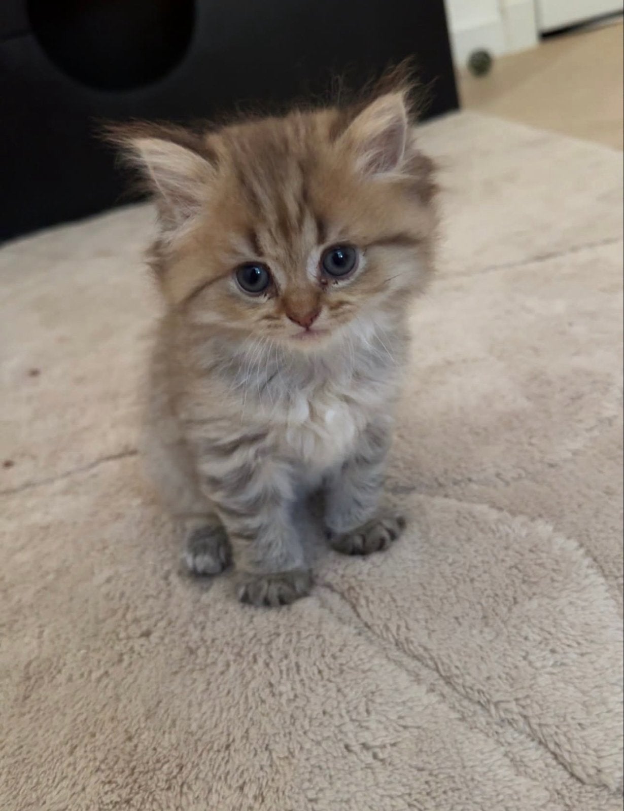 7 Brits Langhaar kittens beschikbaar in Roermond, Dieren en Toebehoren, Meerdere dieren