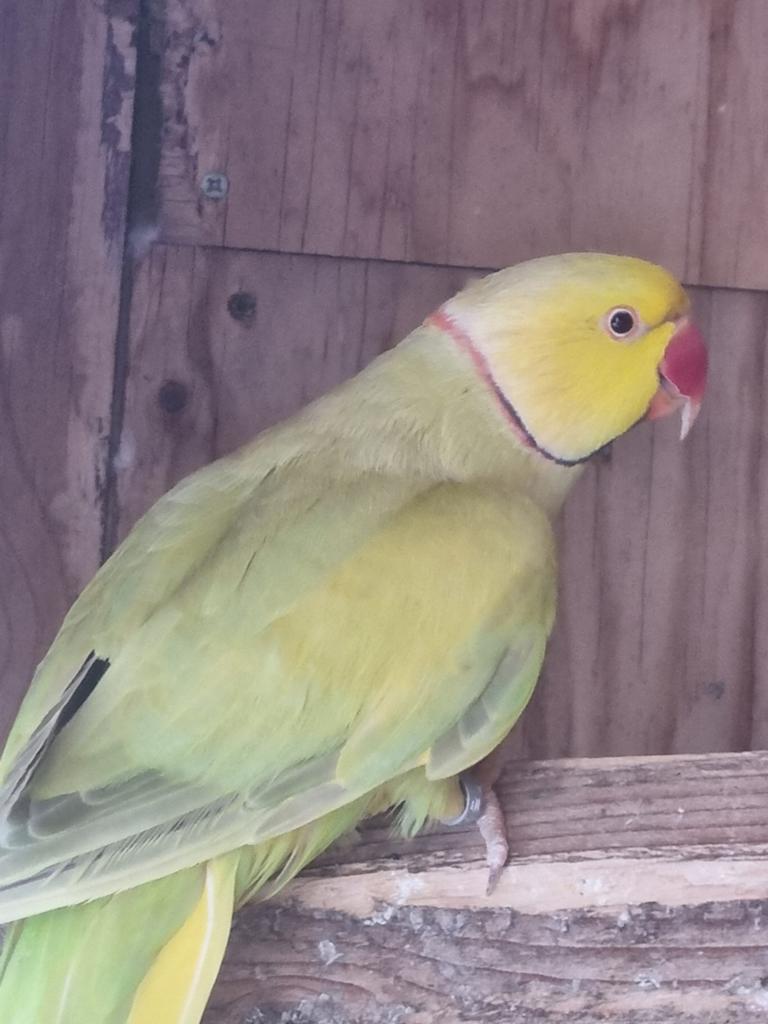 Kweekkoppel  halsbanden, Dieren en Toebehoren, Vogels | Parkieten en Papegaaien, Meerdere dieren, Parkiet