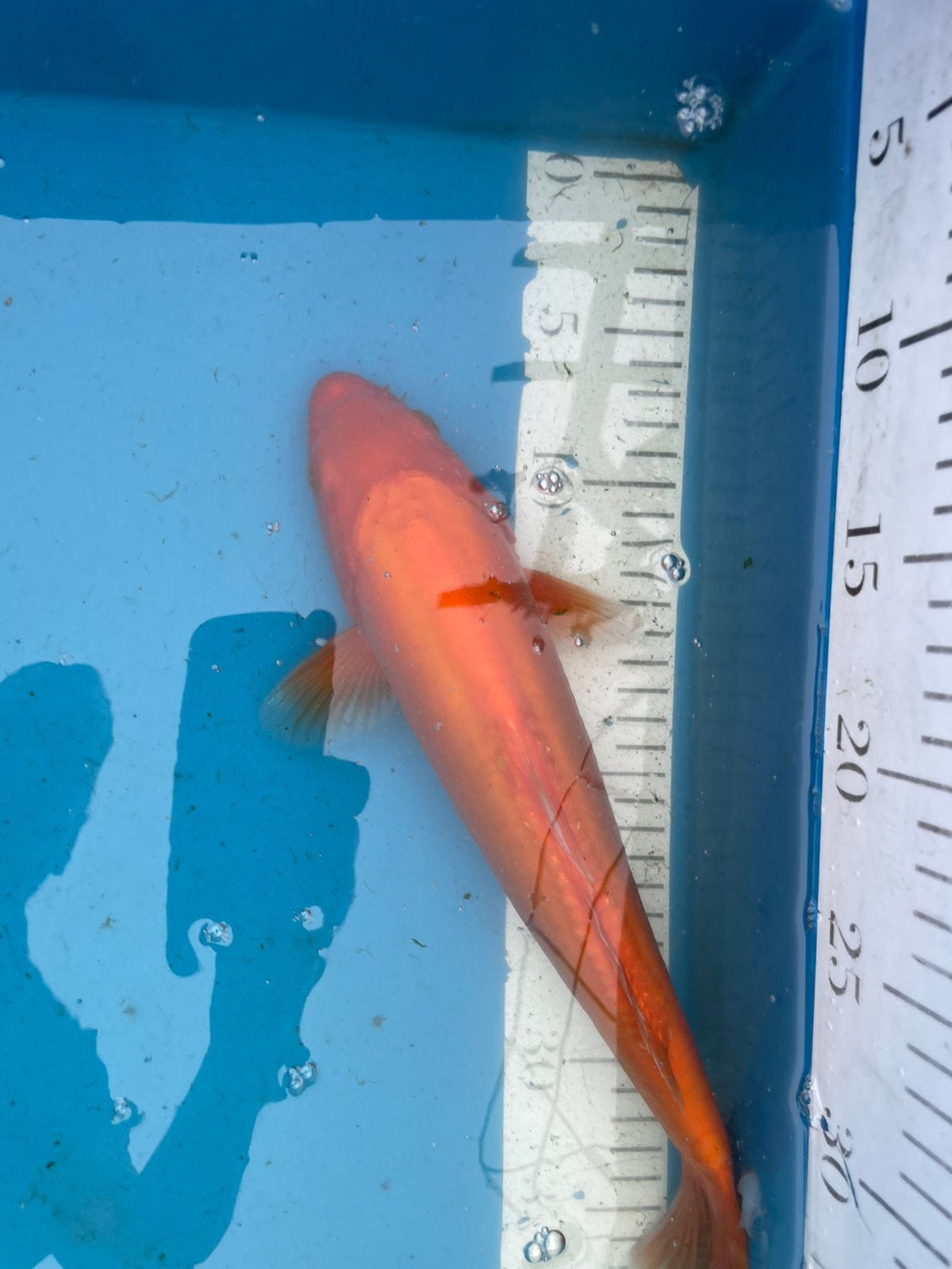Doitsu benigoi van 33 cm, Dieren en Toebehoren