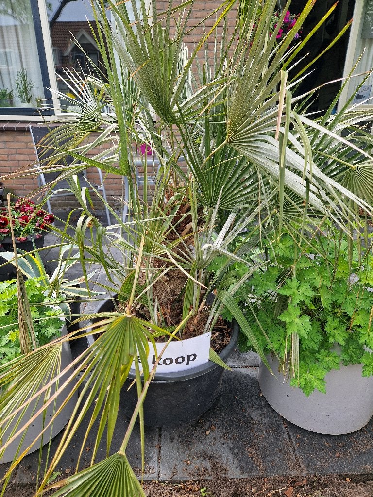 mooie winterharde palm, Volle zon, Vaste plant, Bloeit niet, Ophalen