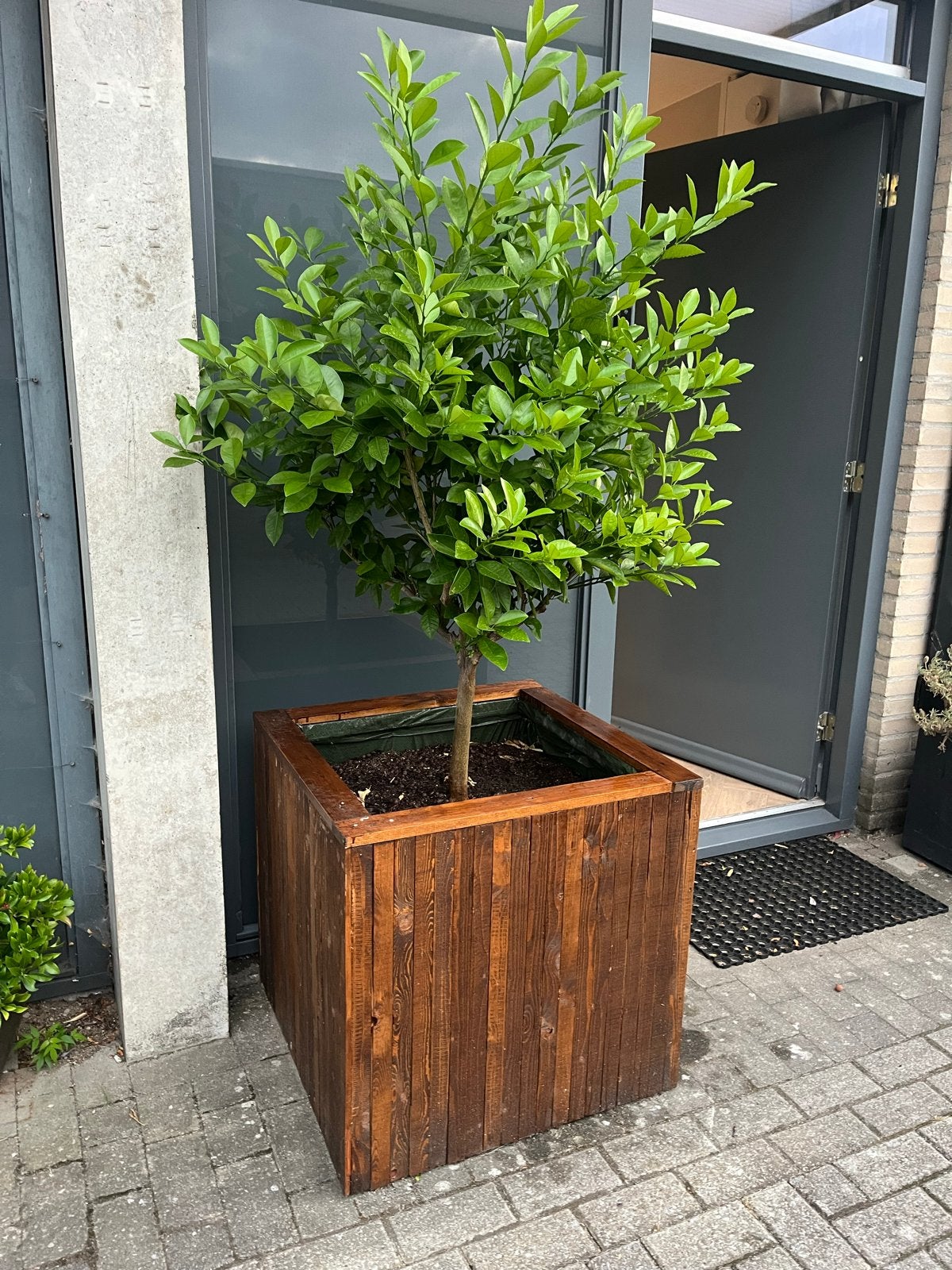 Te ruil Citrus Calamondin XL - gezonde calamondin boom, Ophalen, Fruitplanten, Volle zon