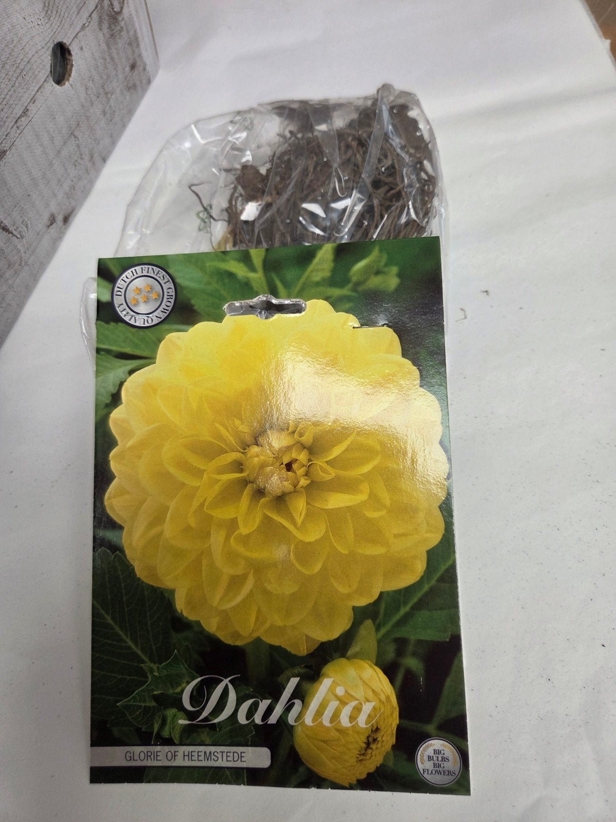 Dahlia 'Glorie of Heemstede' - Gele Bloembol, Ophalen of Verzenden, Voorjaar, Volle zon, Bloembol