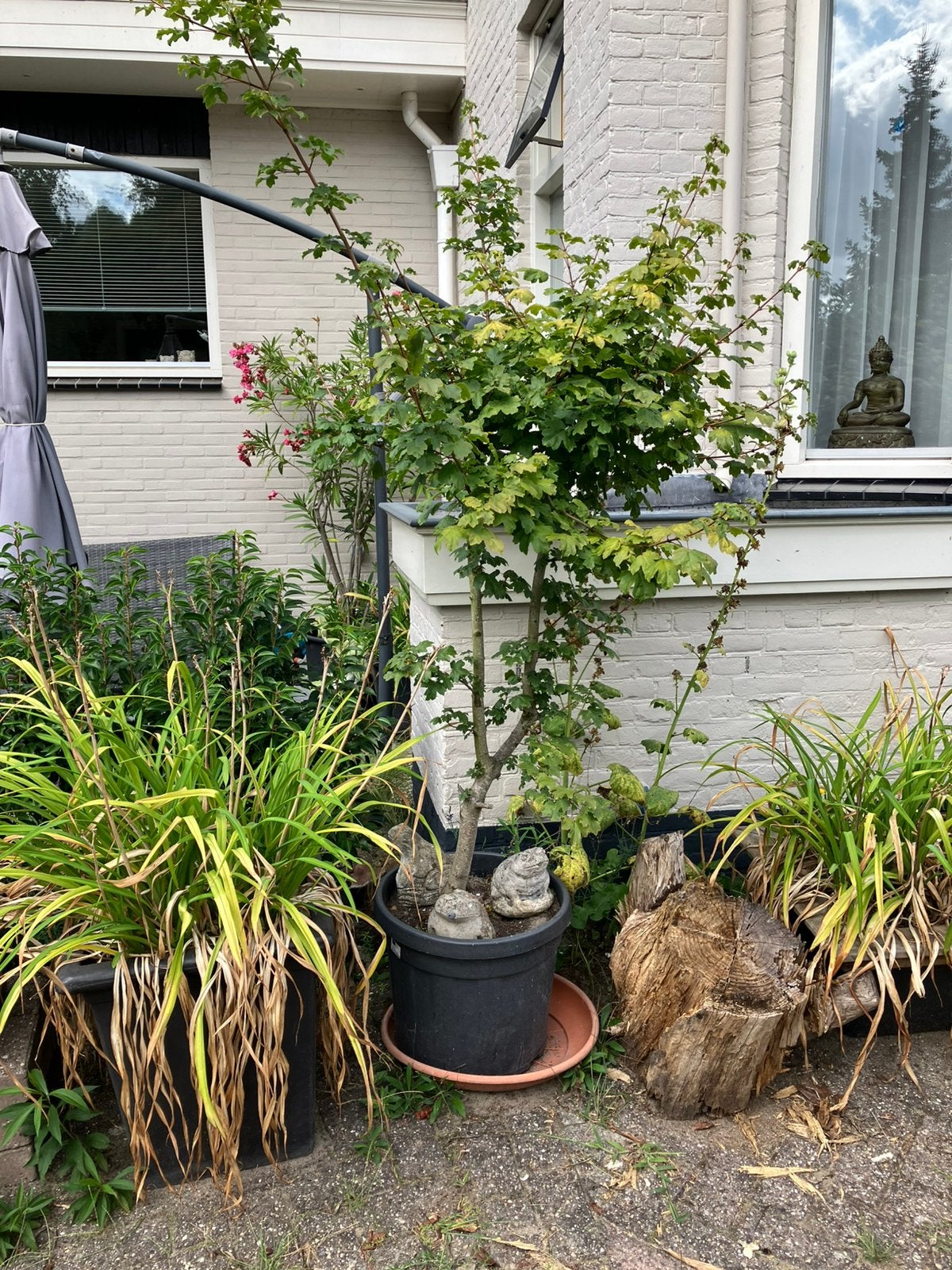 Spaanse aak acer campestre incl pot ca 2 m, Tuin en Terras, Planten | Bomen, Ophalen, Halfschaduw, Overige soorten, 100 tot 250 cm
