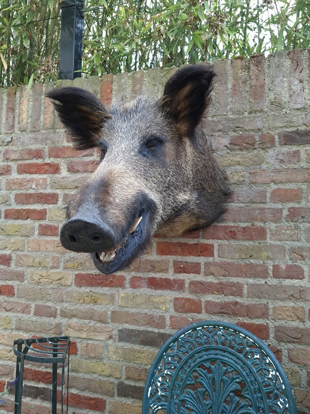 Opgezette kop zwijn taxidermy jacht schedel hert gewei skull, Ophalen, Wild dier, Gewei of Kop