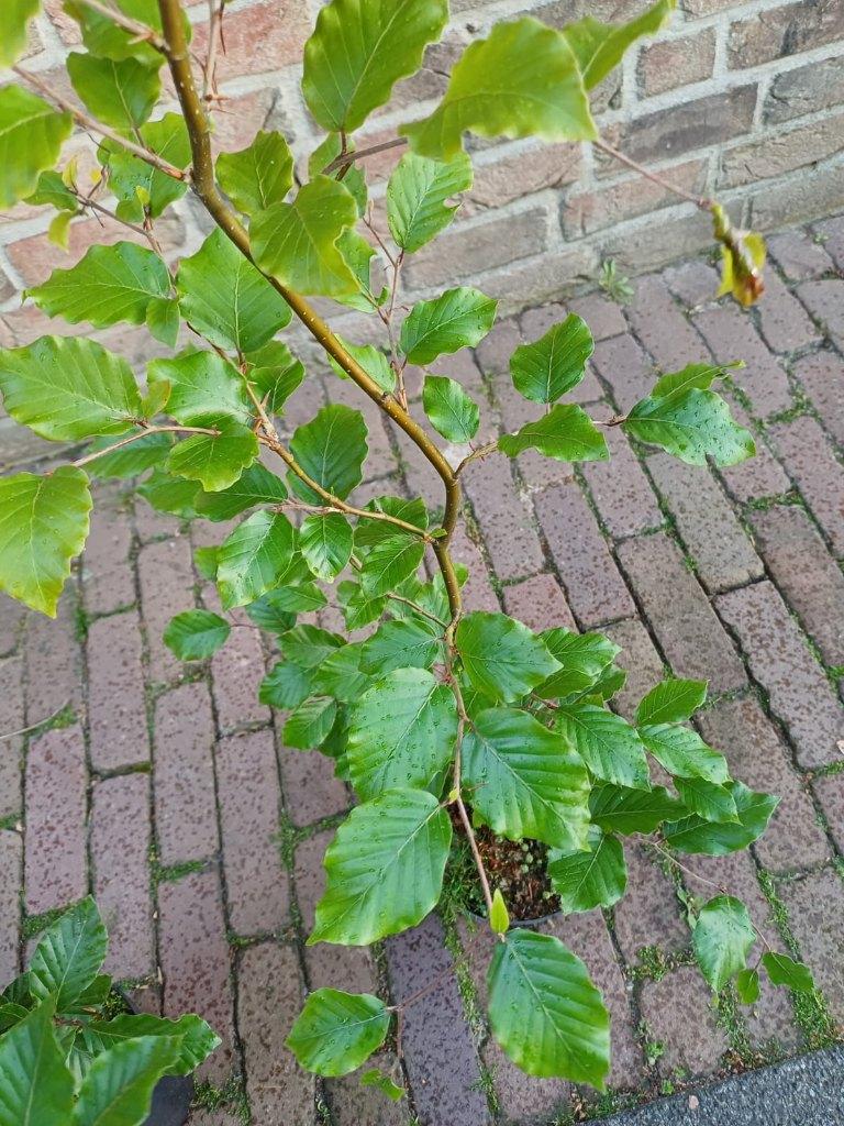 Fagus Sylvatica - beuk in pot, Tuin en Terras, Planten | Tuinplanten, Ophalen, Vaste plant, Overige soorten, Volle zon