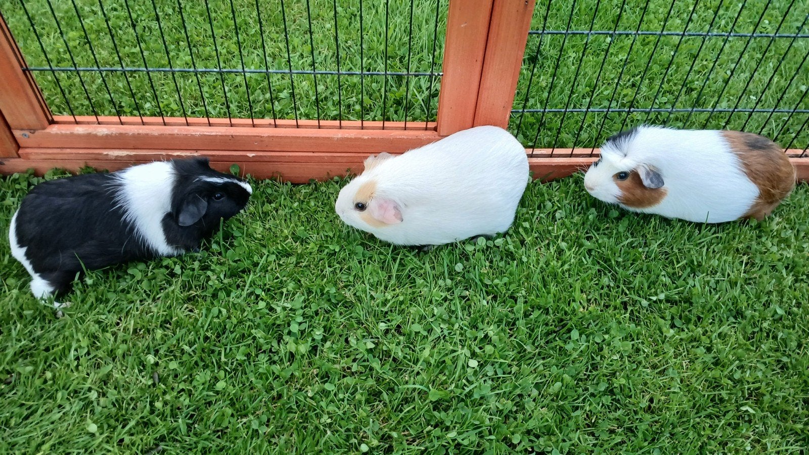 Jonge cavia zeugjes, Dieren en Toebehoren, Juli, Vrouwelijk, Cavia