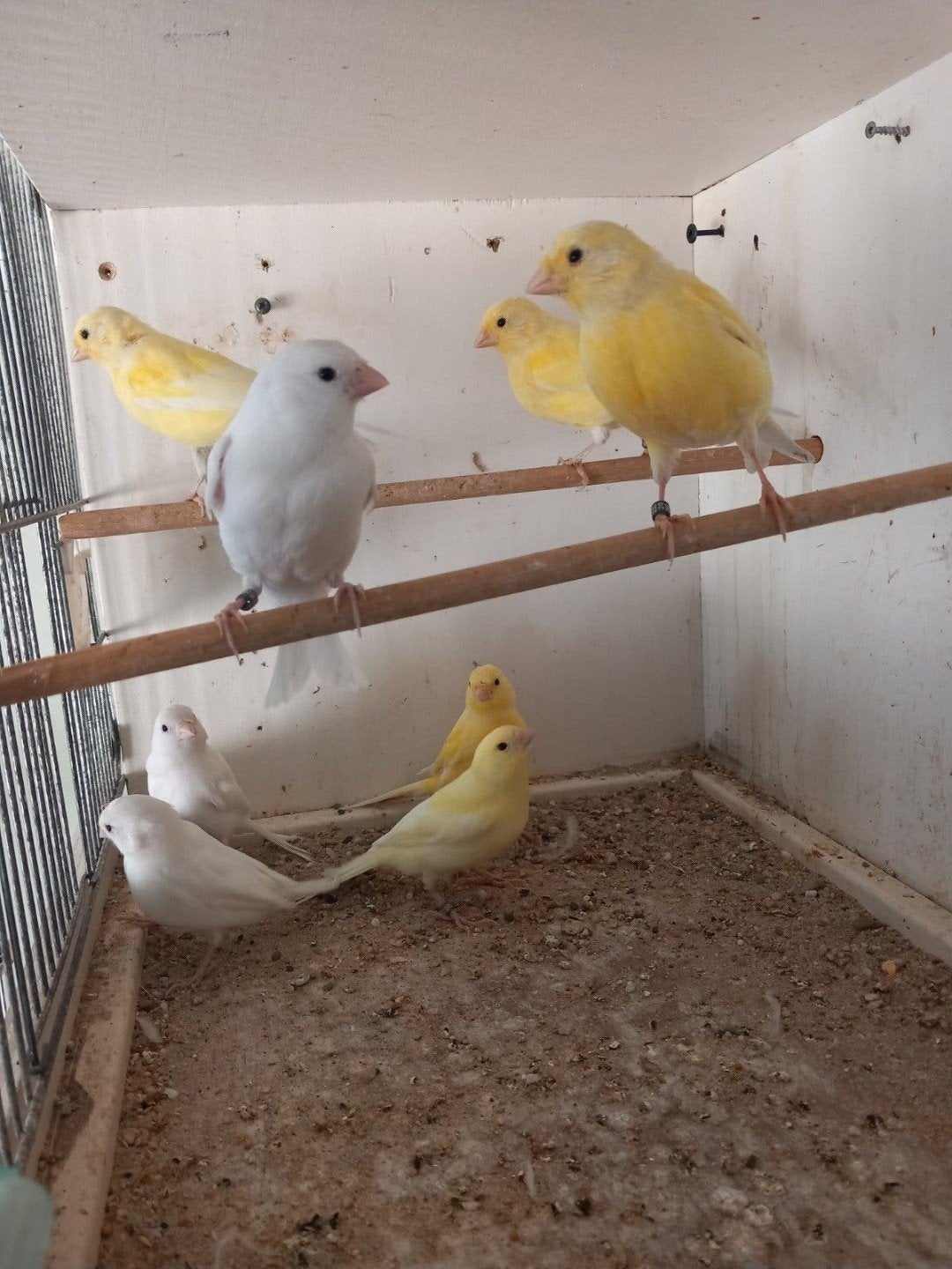 jonge kanaries geel, Meerdere dieren, Kleurkanarie
