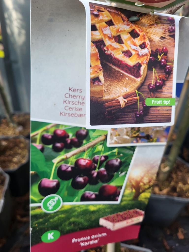 Fruitbomen actie, Tuin en Terras, Planten | Bomen, Volle zon, 100 tot 250 cm, Zomer, Overige soorten