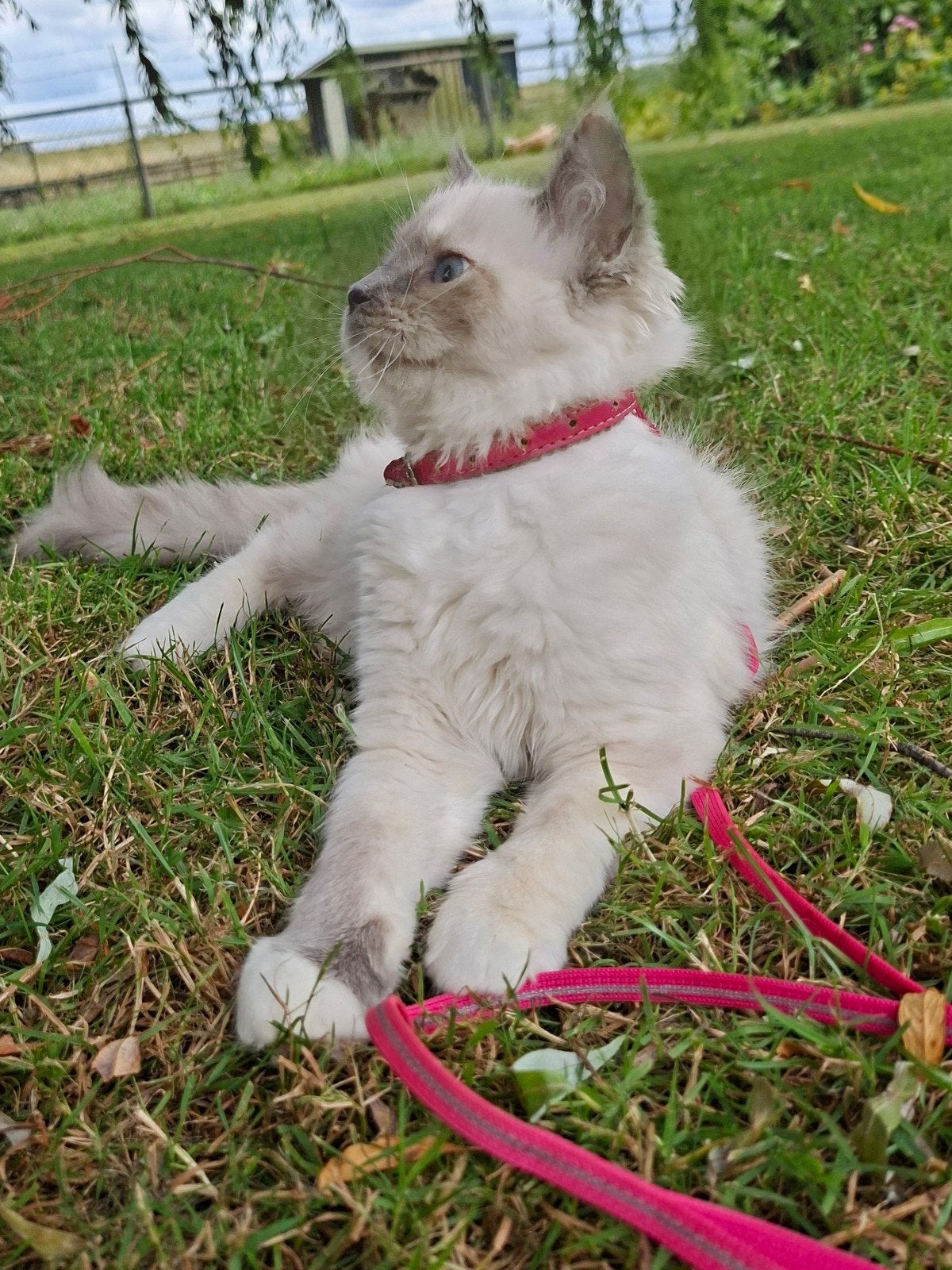 Superleuke kitten, heel mooi, vriendelijk en gezond.Bieden!, Poes, Ontwormd