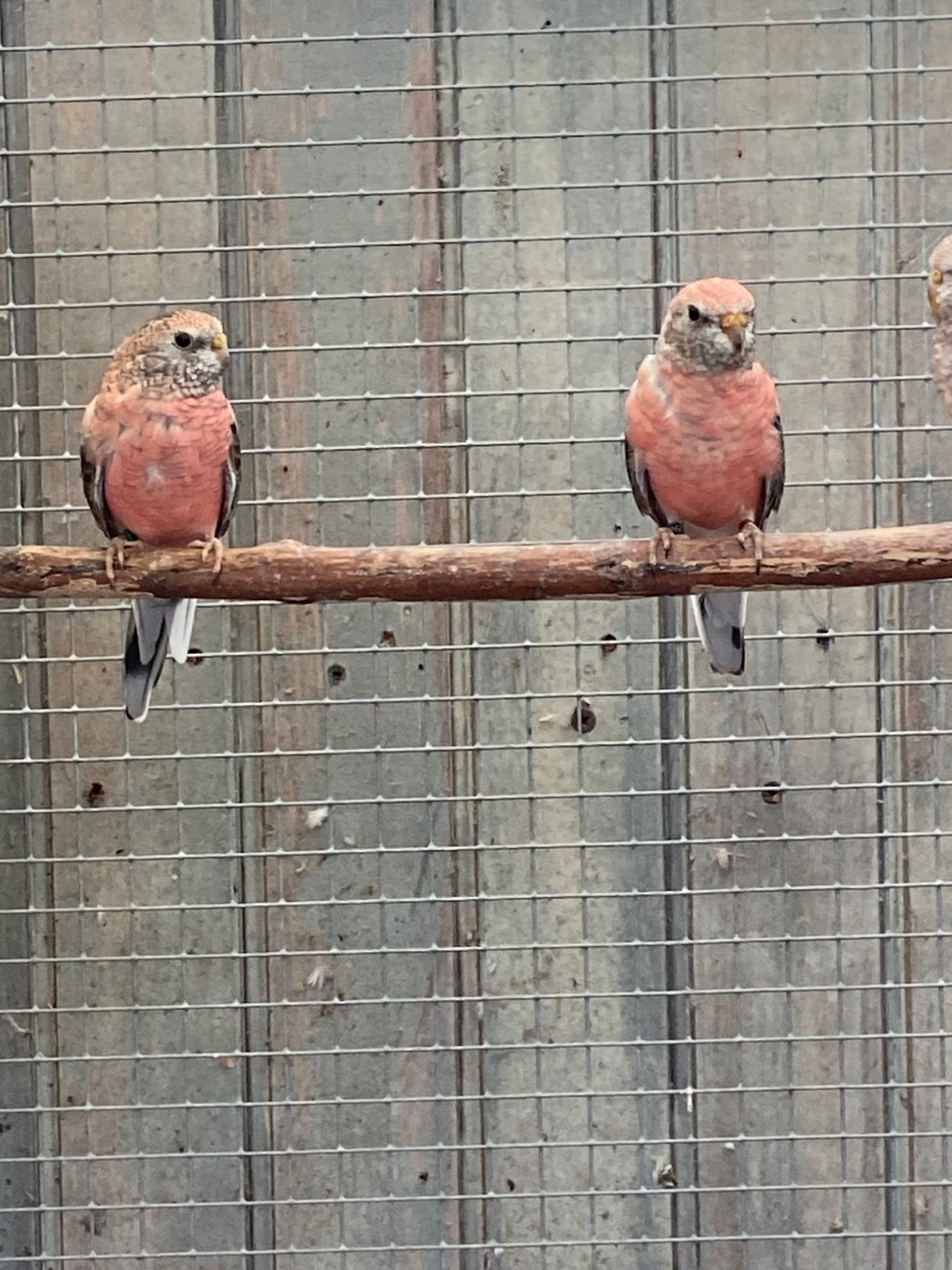 Bourke parkieten, Meerdere dieren, Parkiet, Geringd