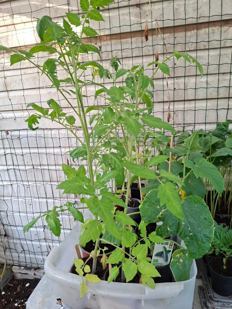 Tomaten, Overige soorten, Lente, Minder dan 100 cm, Ophalen