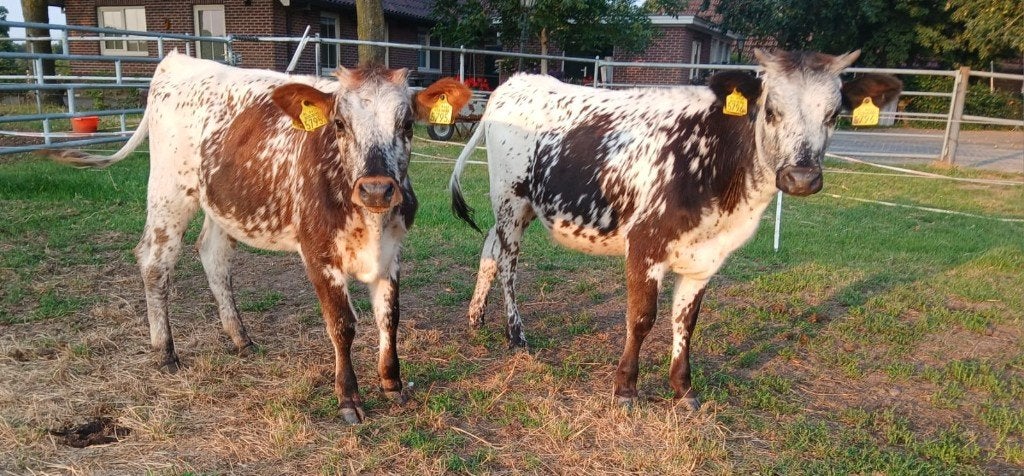 2 witrikken, Dieren en Toebehoren, Runderen, Vrouwelijk, 0 tot 2 jaar