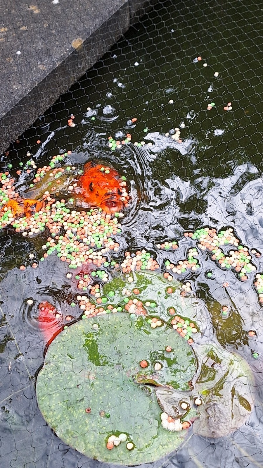 Vissen, Tuin en Terras, Vijvers, Ophalen