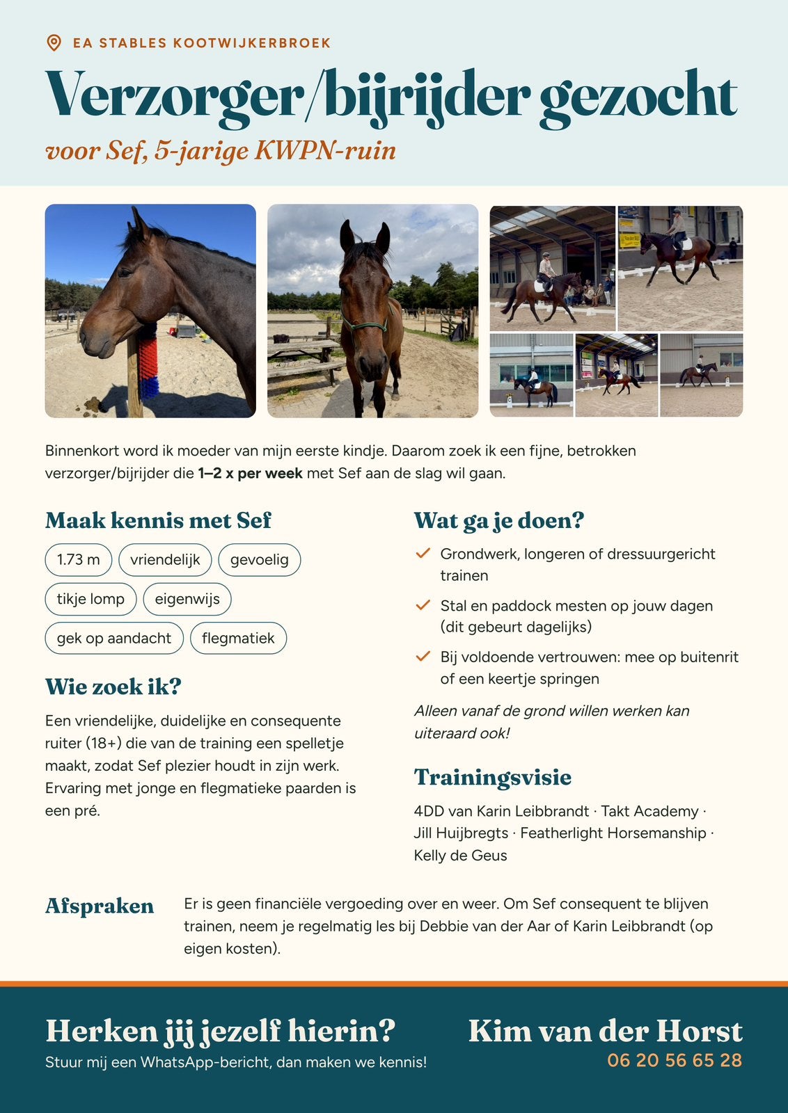 Verzorger / bijrijder gezocht - 5 jarige kwpn ruin, Dieren en Toebehoren, Ophalen, Zo goed als nieuw