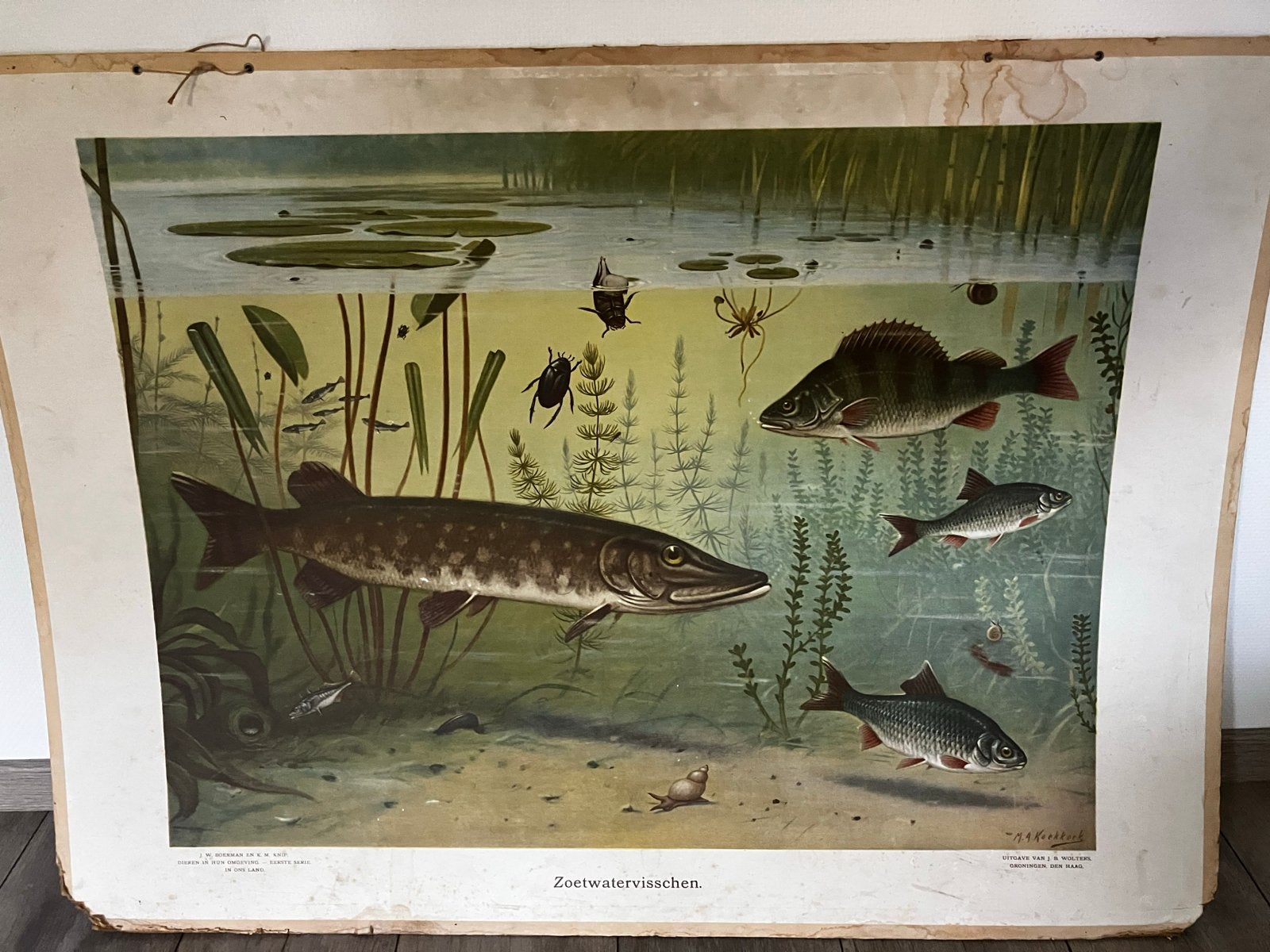 Vintage schoolplaat: Zoetwatervissen & Mountain Plants, Antiek en Kunst, Antiek | Schoolplaten, Ophalen, Natuur en Biologie