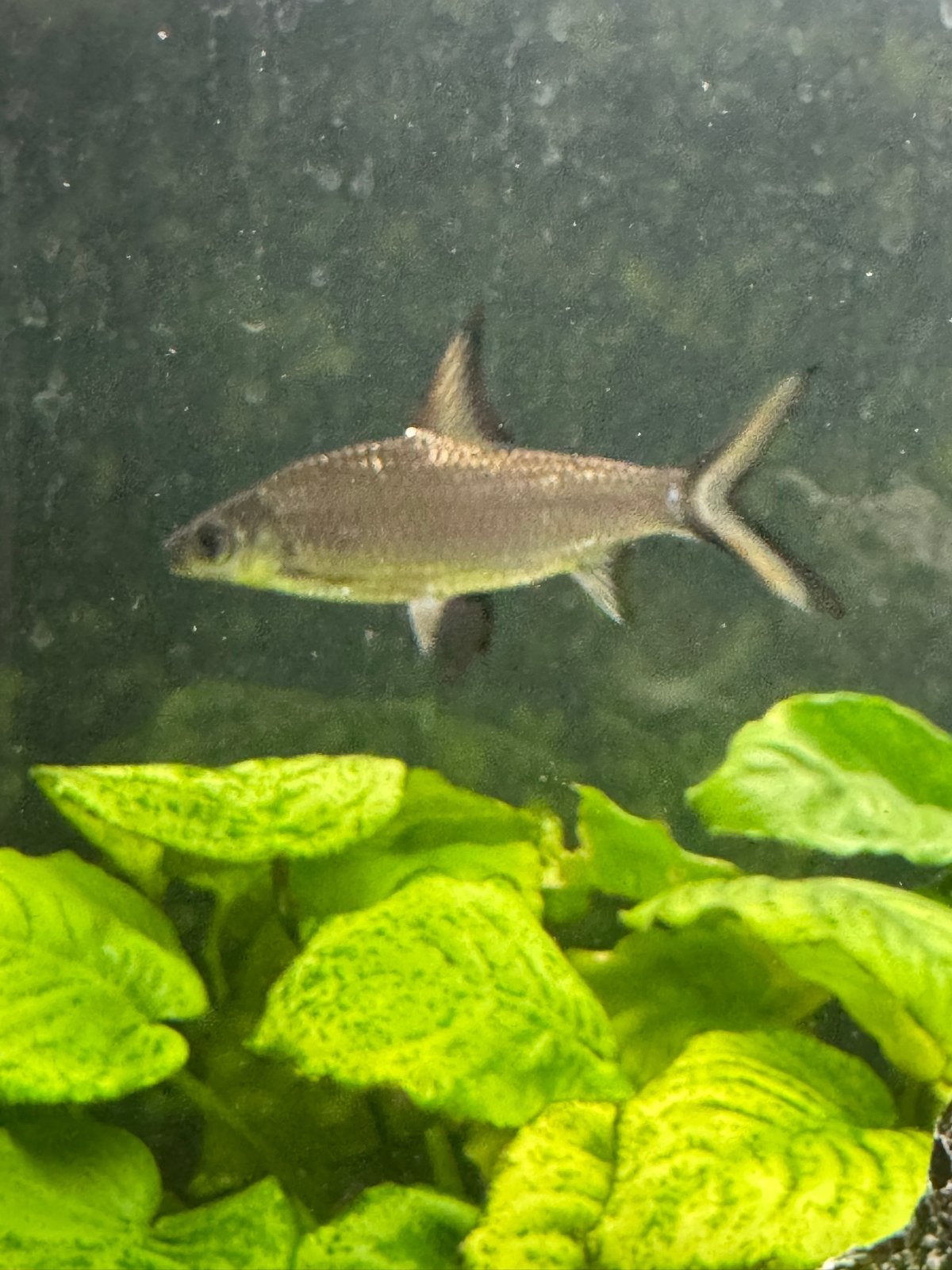 Haaivin barbeel - Balantiocheilus melanopterus, Vis