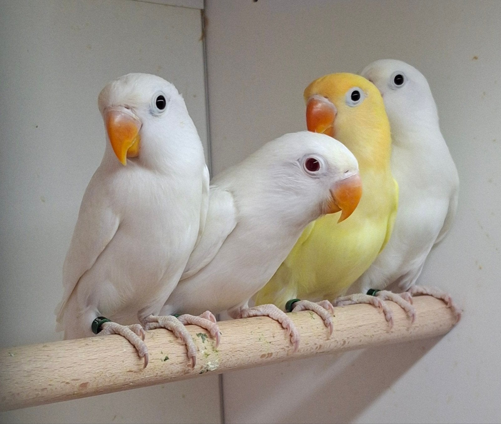te koop agapornis fischeri witte zwartoog opaline/ ino/dilut, Meerdere dieren, Dwergpapegaai of Agapornis