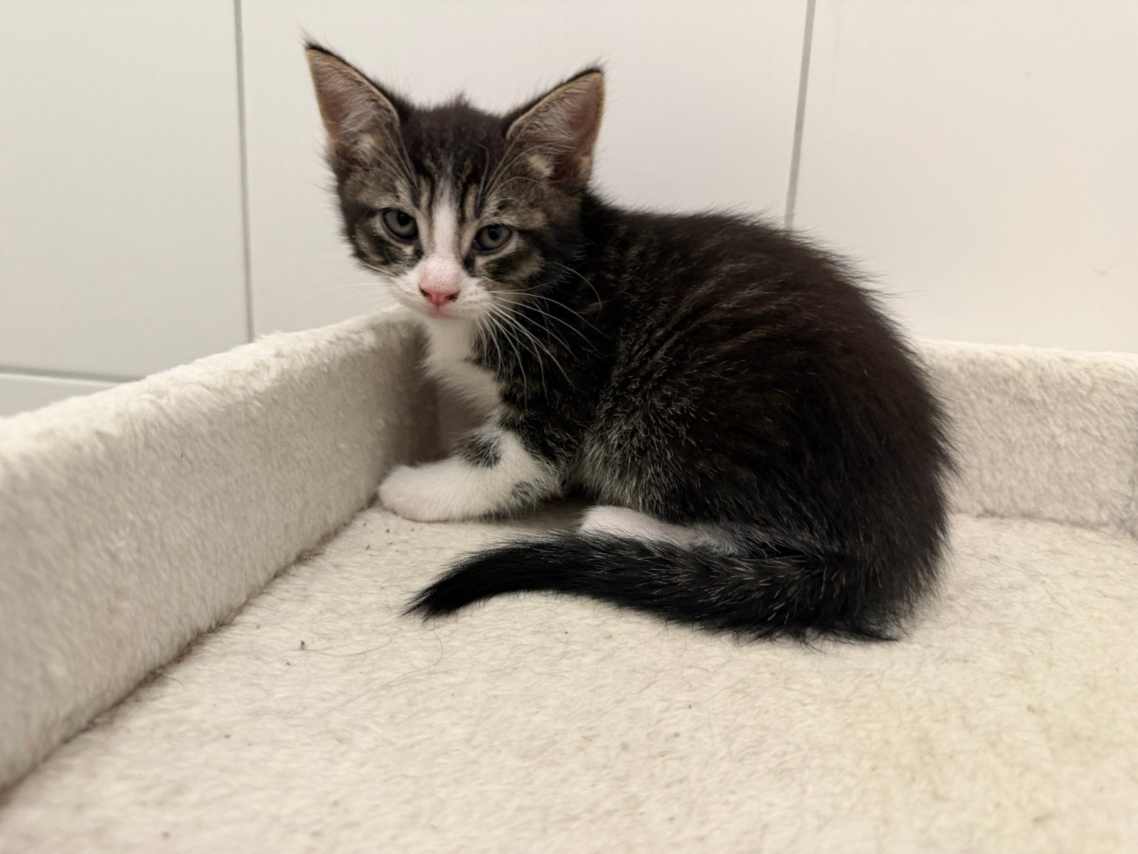 Mooie kittens Noorse boskat en Mr X, Meerdere dieren
