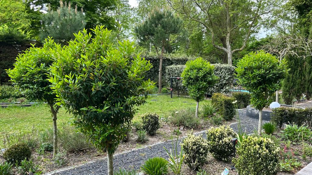 4 stuks Portugese Laurier op stam, Tuin en Terras, Ophalen, Bloeit niet, Halfschaduw, 100 tot 250 cm