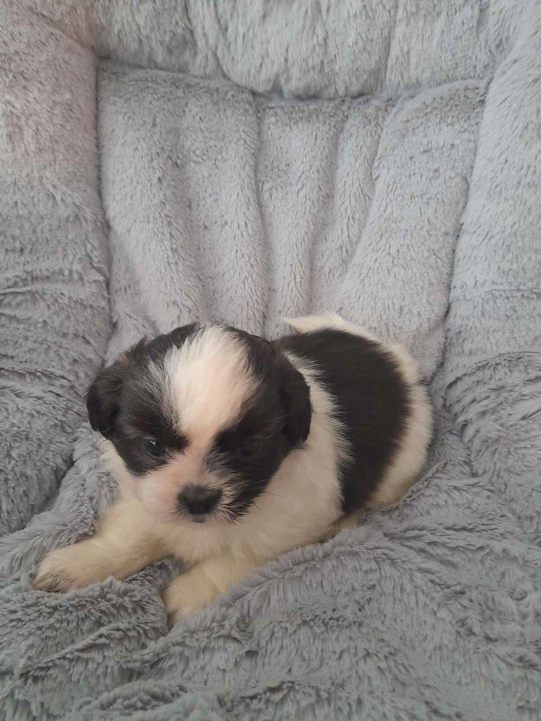 Kruising Boomer/Shih Tzu pups, Parvo, Overige rassen, 8 tot 15 weken, Meerdere