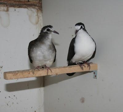 tamboerijn duifjes, Meerdere dieren