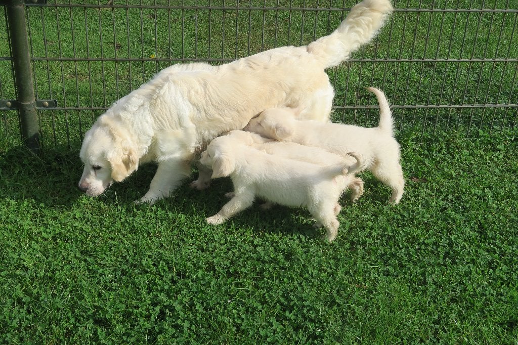 Golden Retriever pups reutjes, Dieren en Toebehoren, Golden retriever, Nederland, Reu, CDV (hondenziekte)