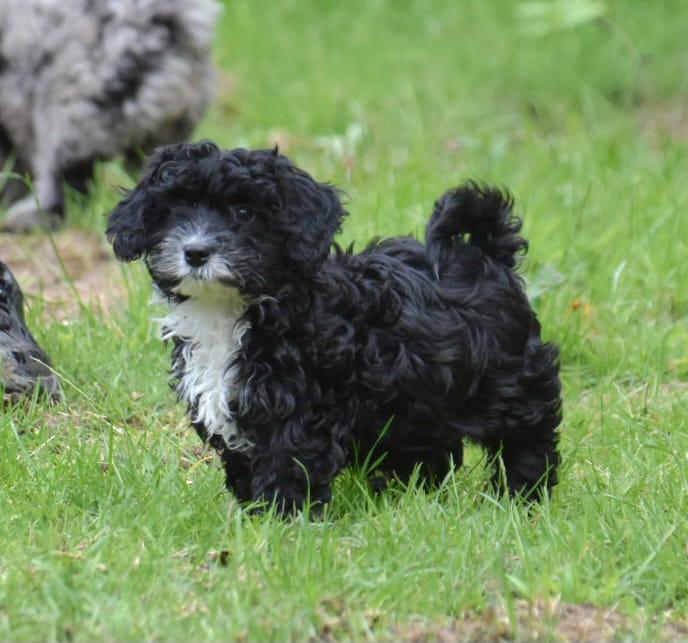 3 nog 2! Prachtige ShiPoo(shihtzu x Poedel) 2 boys, Dieren en Toebehoren, Parvo, Nederland, Overige rassen, 8 tot 15 weken