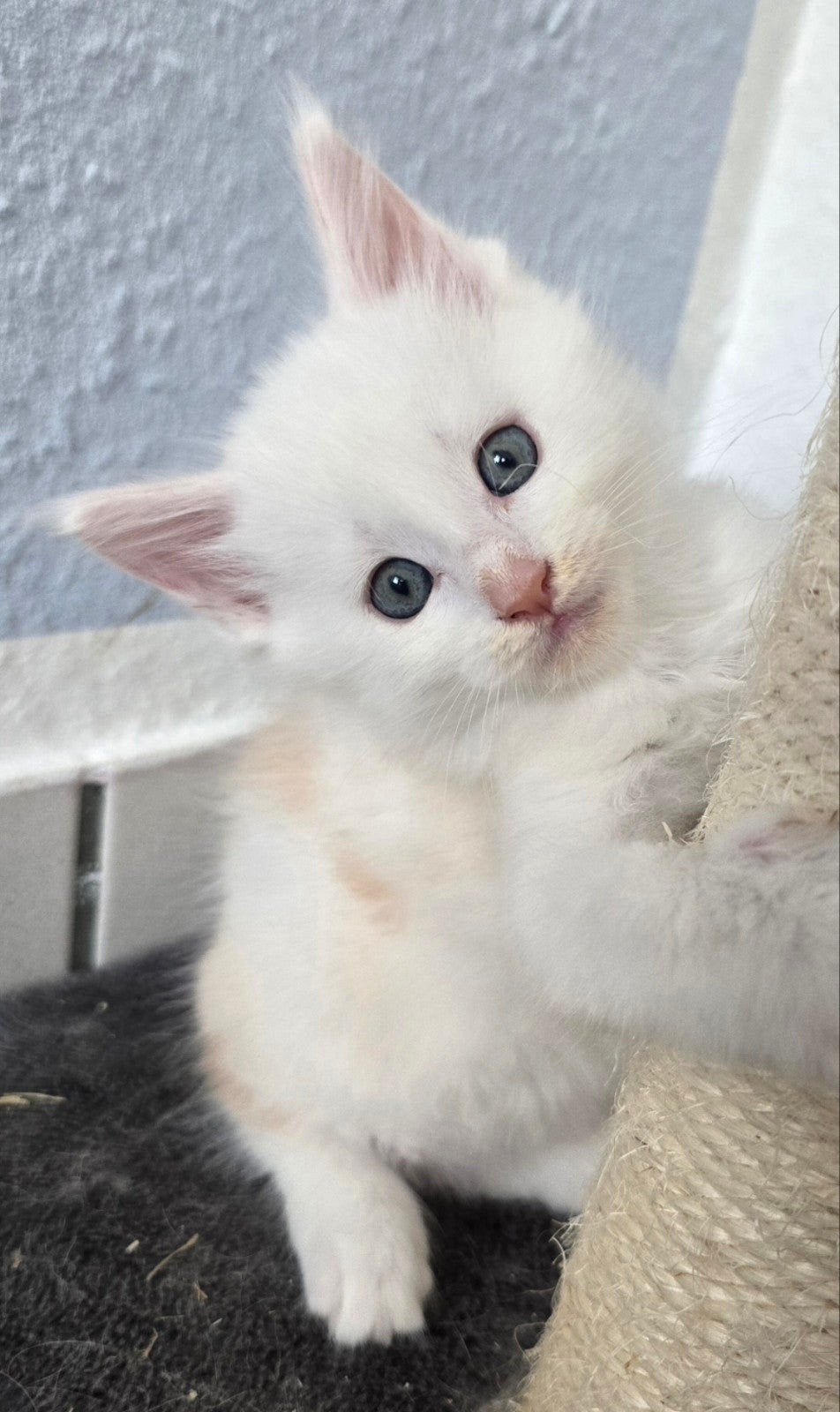 =^..^= schattige Maine Coon Kittens =^..^=, Meerdere dieren, Ontwormd, 0 tot 2 jaar