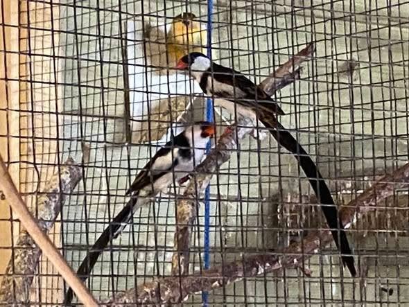 diverse vogels, Meerdere dieren, Tropenvogel, Geringd
