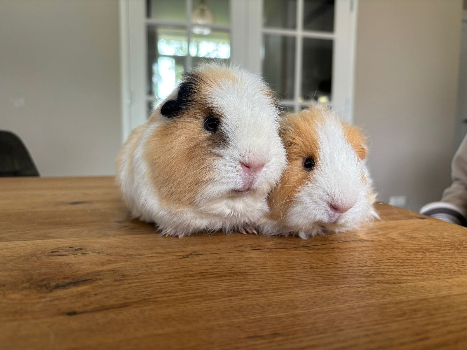 Cavia duo inclusief hok en toebehoren, Dieren en Toebehoren, Mannelijk, Tam, Maart, Cavia