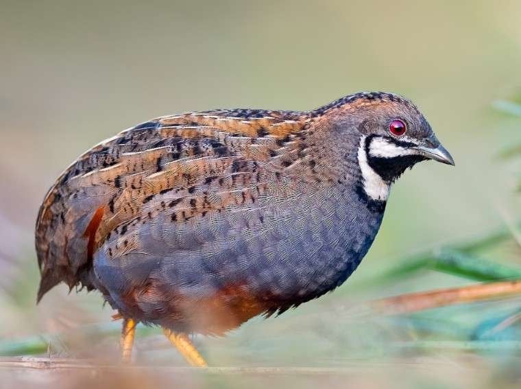 Chinese dwergkwartels, Dieren en Toebehoren, Meerdere dieren, Overige soorten