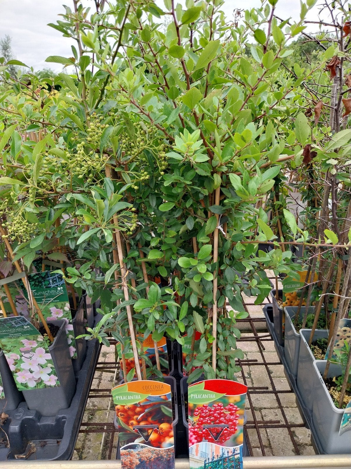 Pyracantha - Vuurdoorn in diverse soorten, Ophalen, Volle zon, Vaste plant, Klimplanten