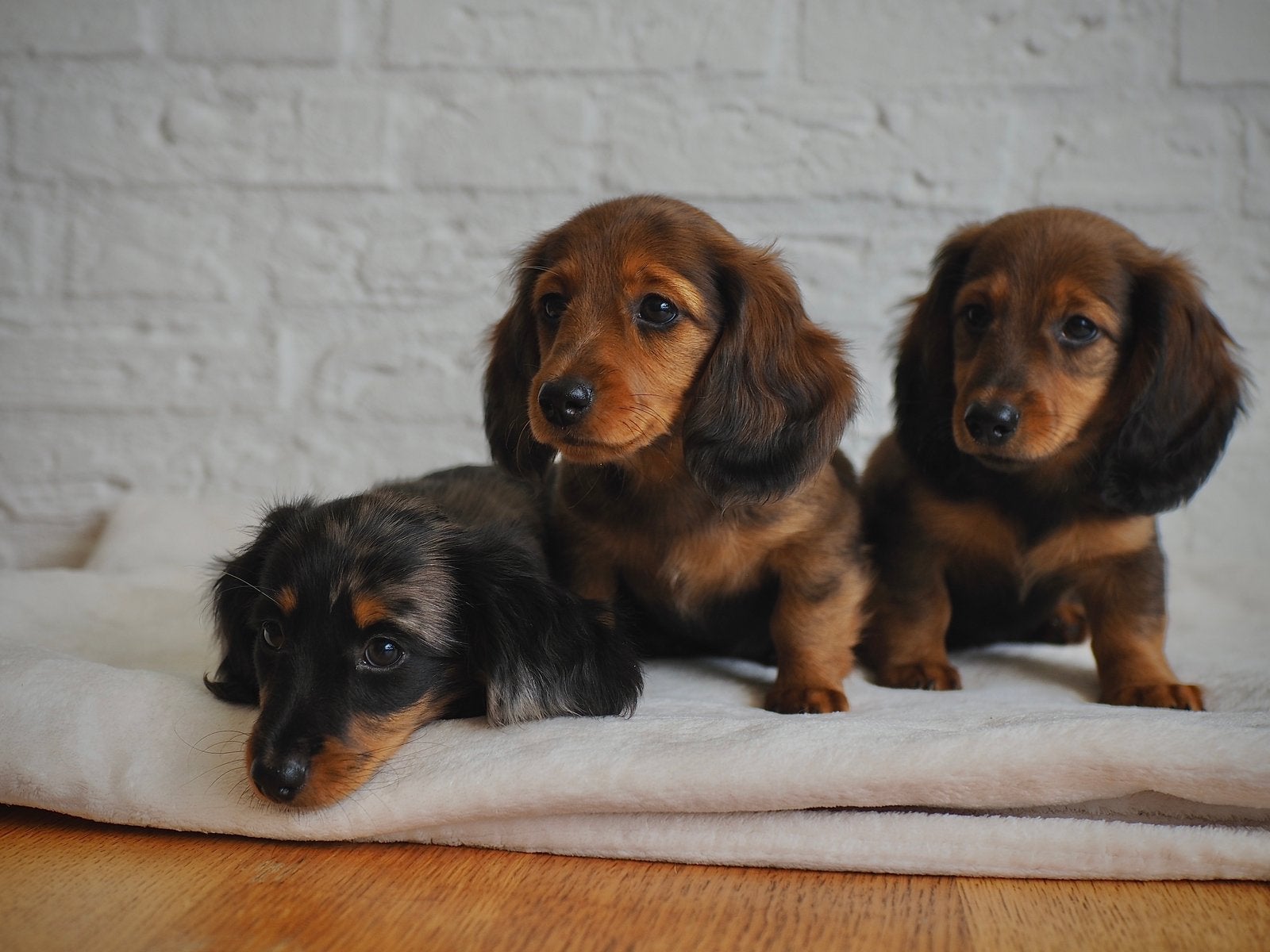 Teckel pups langhaar kaninchen / kleine dwerg, Dieren en Toebehoren, Honden | Teckels en Dashonden, Parvo, 8 tot 15 weken, Dwerg